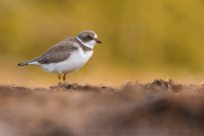 Semipalmated Plover (Charadrius semipalmatus)