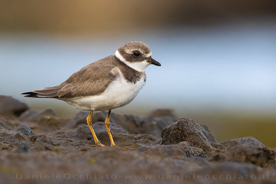 Semipalmated Plover (Charadrius semipalmatus)