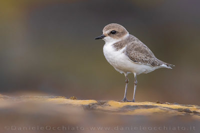 Kentish Plover (Charadrius alexandrinus)