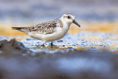 Sanderling (Calidris alba)