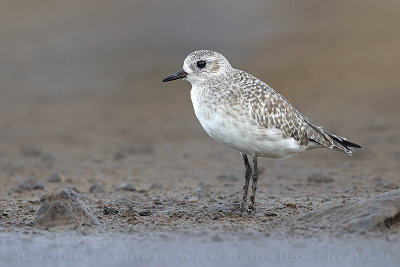 Grey Plover (Pluvialis squatarola)