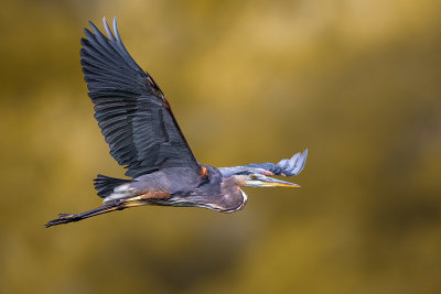 Great Blue Heron (Airone azzurro maggiore)