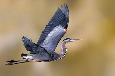 Great Blue Heron (Ardea herodias)