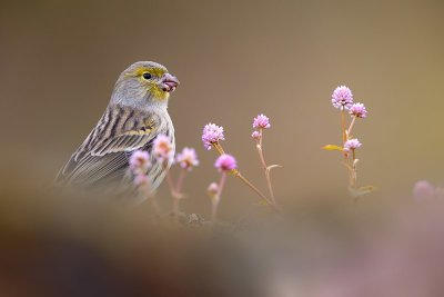 Atlantic Canary (Serinus canaria)