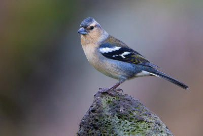 Azores Chaffinch (Fringuello delle Azzorre)