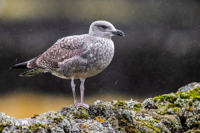 Azores Gull (Larus michahellis atlantis)