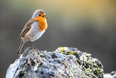 Azores Chaffinch (Fringilla coelebs moreletti)