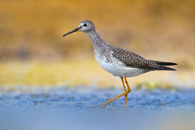 Lesser Yellowlegs (Tringa flavipes)