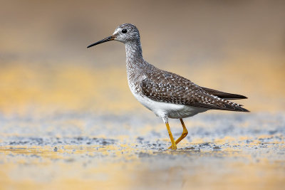 Lesser Yellowlegs (Tringa flavipes)