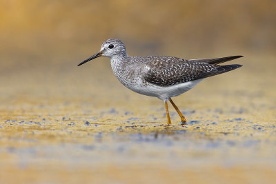 Lesser Yellowlegs (Tringa flavipes)