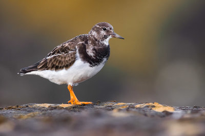 Ruddy Turnstone (Arenaria interpres)