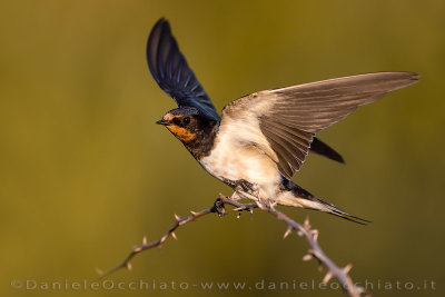 Barn Swallow (Hirundo rustica)