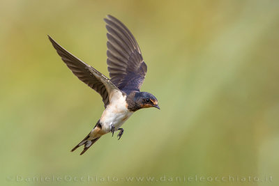 Barn Swallow (Hirundo rustica)