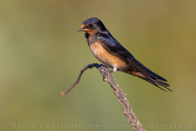 Barn Swallow (Hirundo rustica)