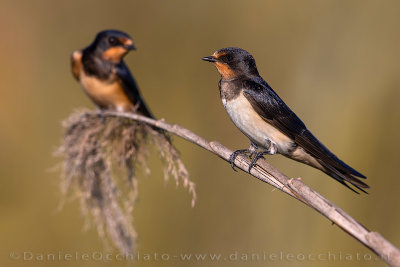 Barn Swallow (Hirundo rustica)