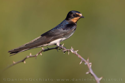 Barn Swallow (Hirundo rustica)