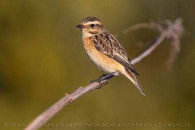 Whinchat (Saxicola rubetra)