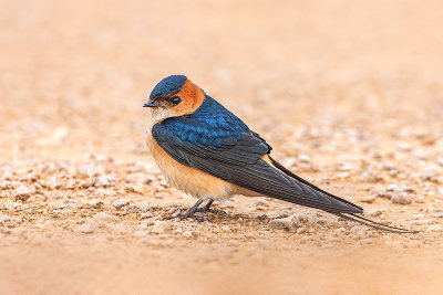 Red-rumped Swallow (Rondine rossiccia)