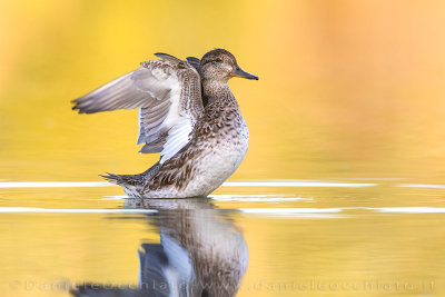 Eurasian Teal (Anas crecca)
