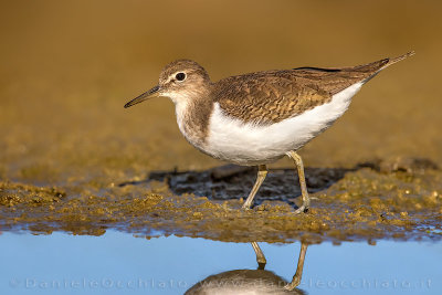 Common Sandpiper (Actitis hypoleucos)