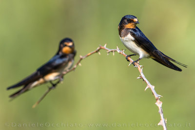 Barn Swallow (Hirundo rustica)