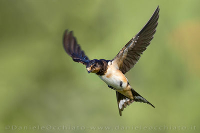 Barn Swallow (Hirundo rustica)