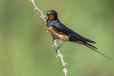 Barn Swallow (Hirundo rustica)