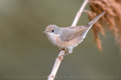 Moltoni's Warbler (Sylvia subalpina)