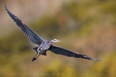 Great Blue Heron (Ardea herodias)