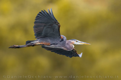 Great Blue Heron (Ardea herodias)