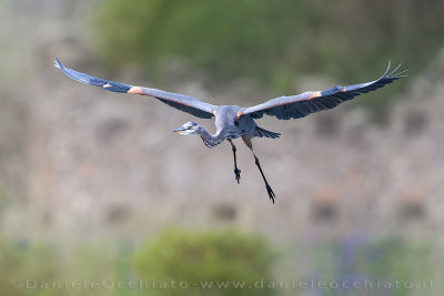 Great Blue Heron (Ardea herodias)