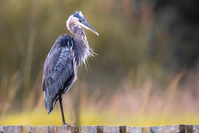 Great Blue Heron (Ardea herodias)