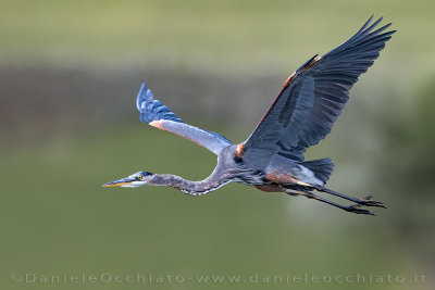 Great Blue Heron (Ardea herodias)