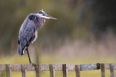 Great Blue Heron (Ardea herodias)