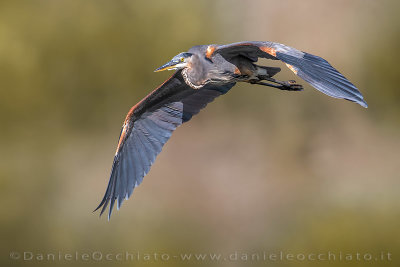 Great Blue Heron (Ardea herodias)