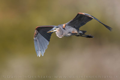 Great Blue Heron (Ardea herodias)