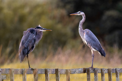 Great Blue Heron (Ardea herodias)