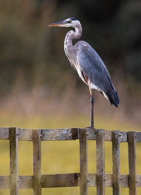 Great Blue Heron (Ardea herodias)