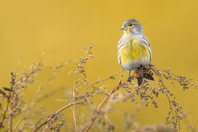 Atlantic Canary (Serinus canaria)