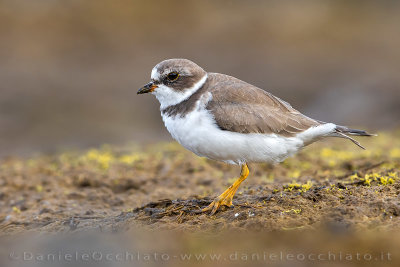 Semipalmated Plover (Charadrius semipalmatus)