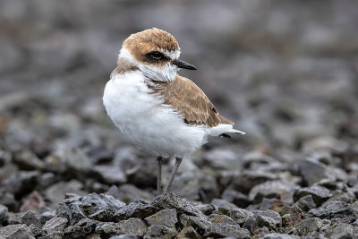 Kentish Plover (Charadrius alexandrinus)