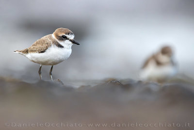 Kentish Plover (Charadrius alexandrinus)