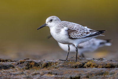 Sanderling (Calidris alba)