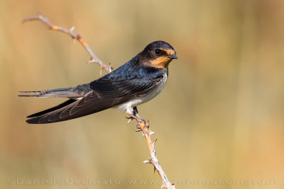 Barn Swallow (Hirundo rustica)