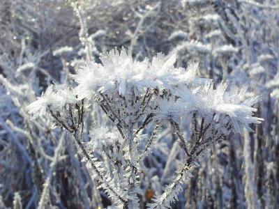 frosted flowers Jan. 2015.jpg