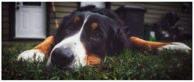 Lucy As I Grow (Bernese Mountain Dog)