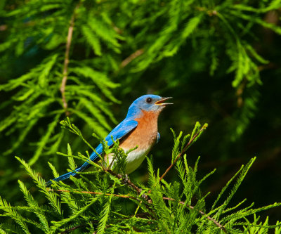 Bluebird-in-Cypress.jpg