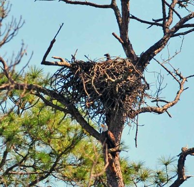 Bald Eagle Nest w chick.jpg