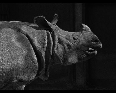 Black & White Rhino