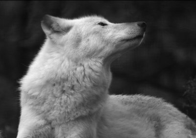 Black & White Wolfe